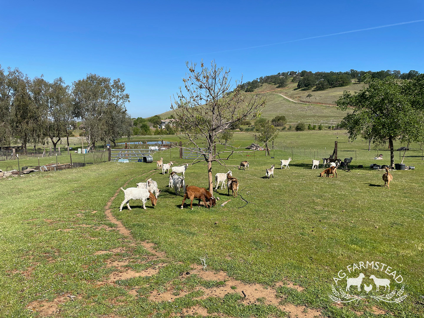 Livestock Images