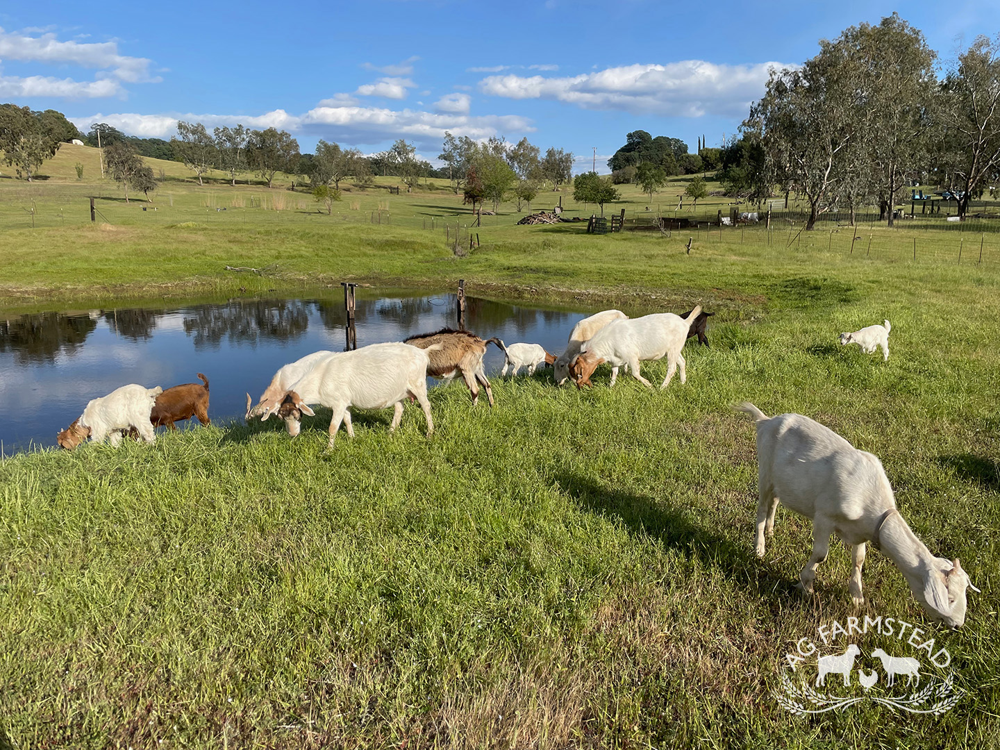 Livestock Images