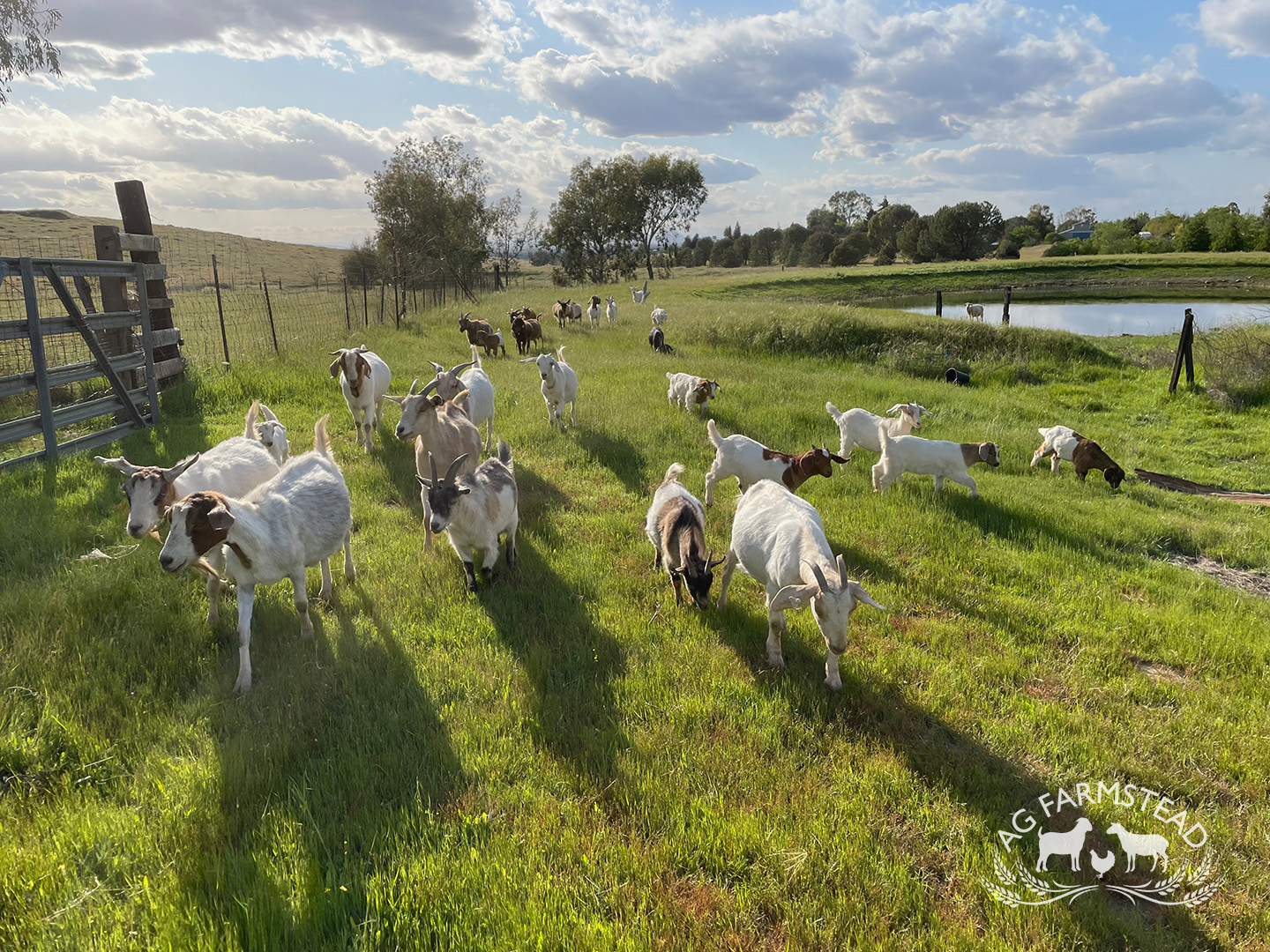 Livestock Images