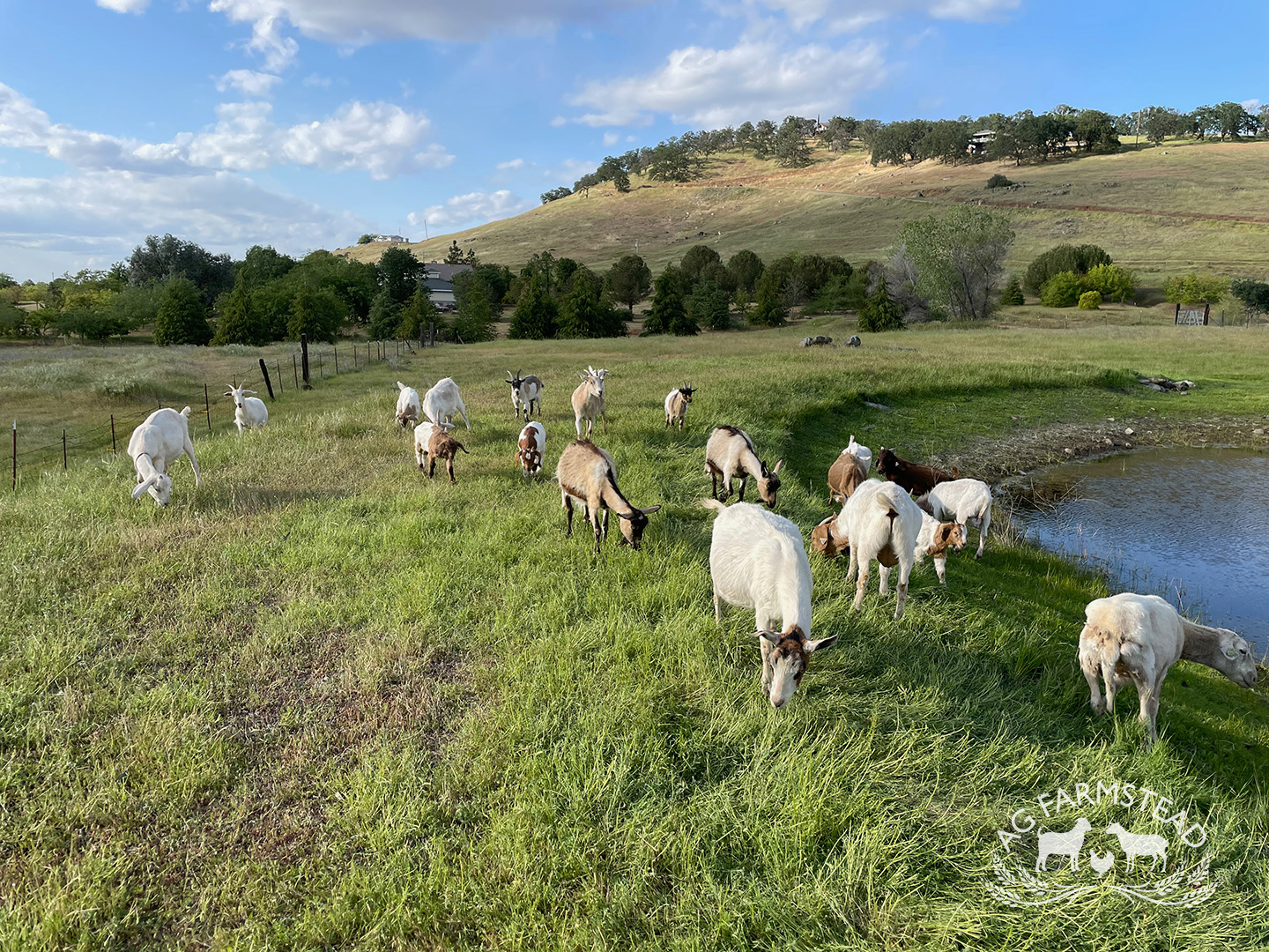 Livestock Images