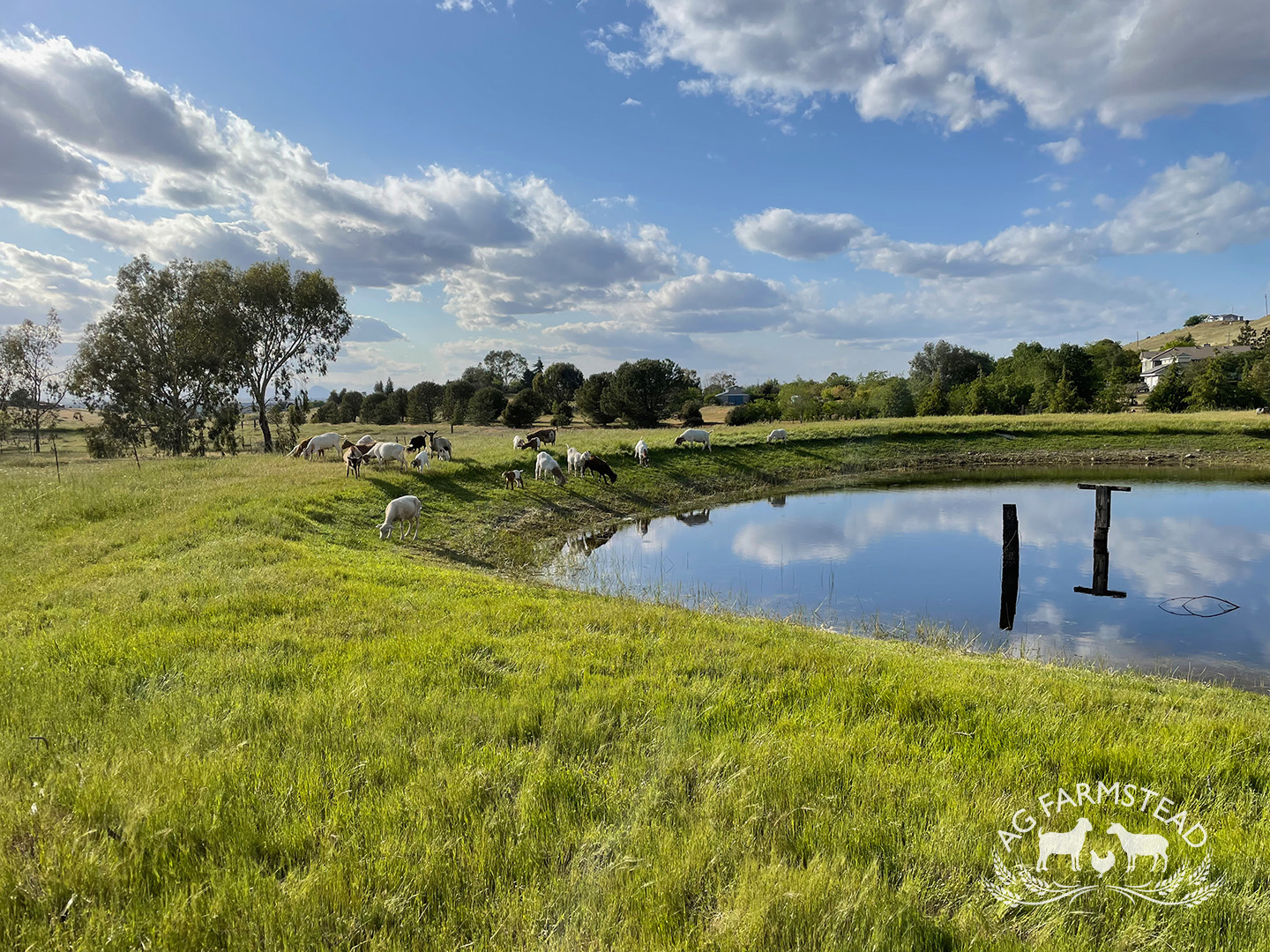 Livestock Images