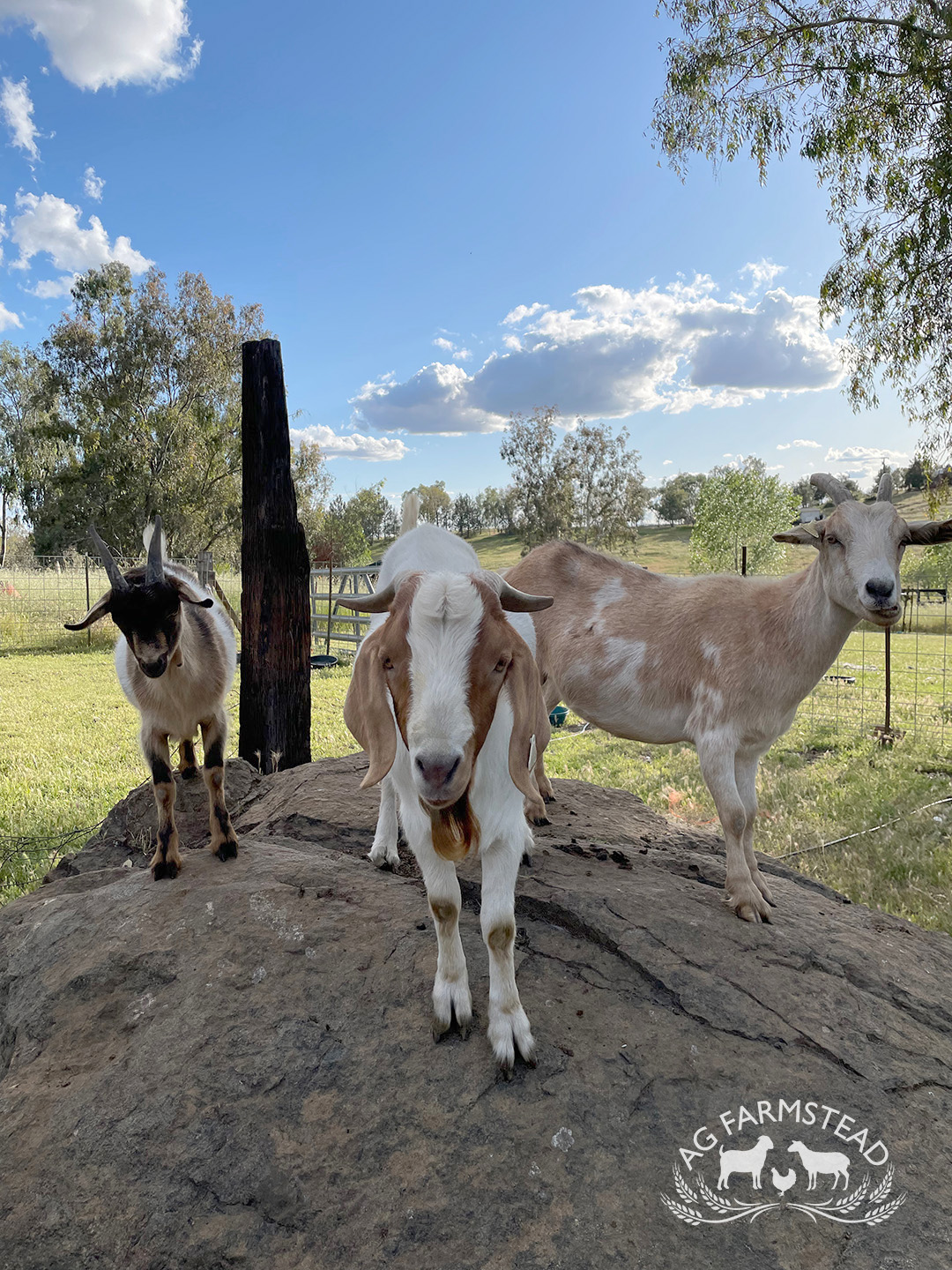 Livestock Images