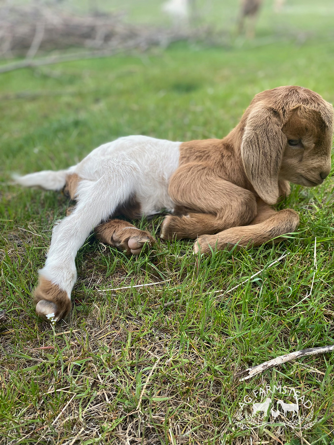 Livestock Images