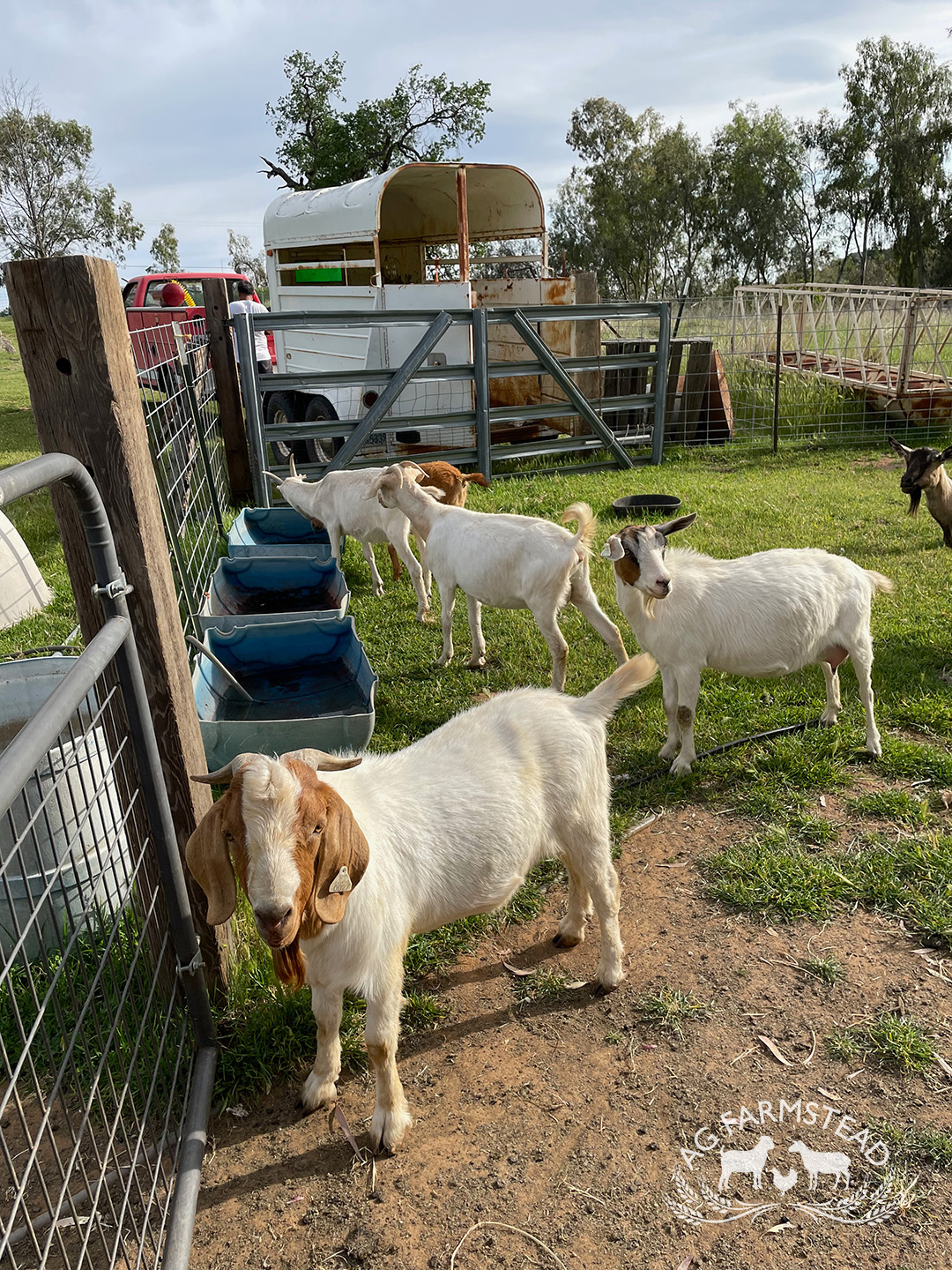 Livestock Images