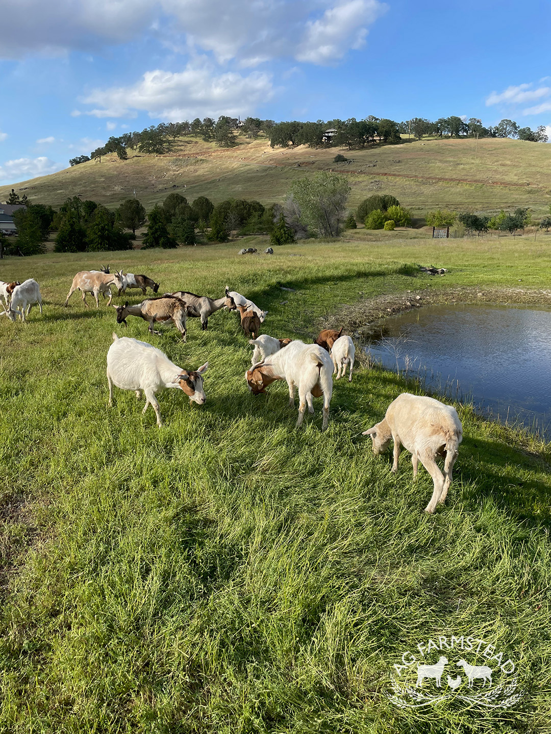 Livestock Images