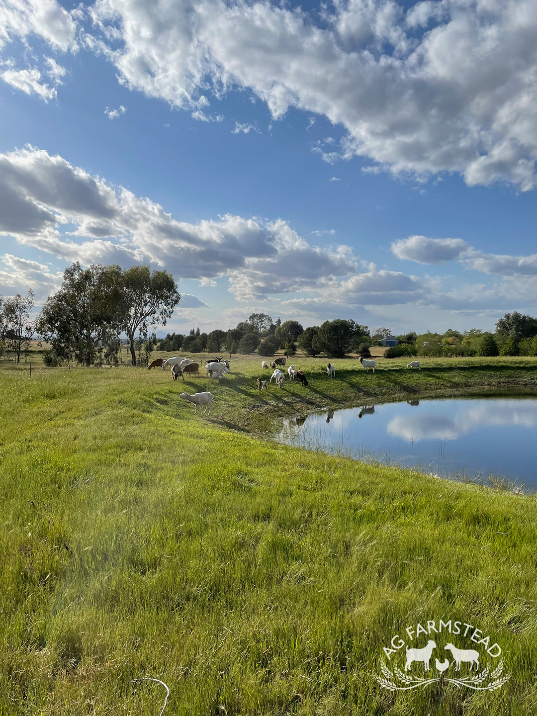 Livestock Images